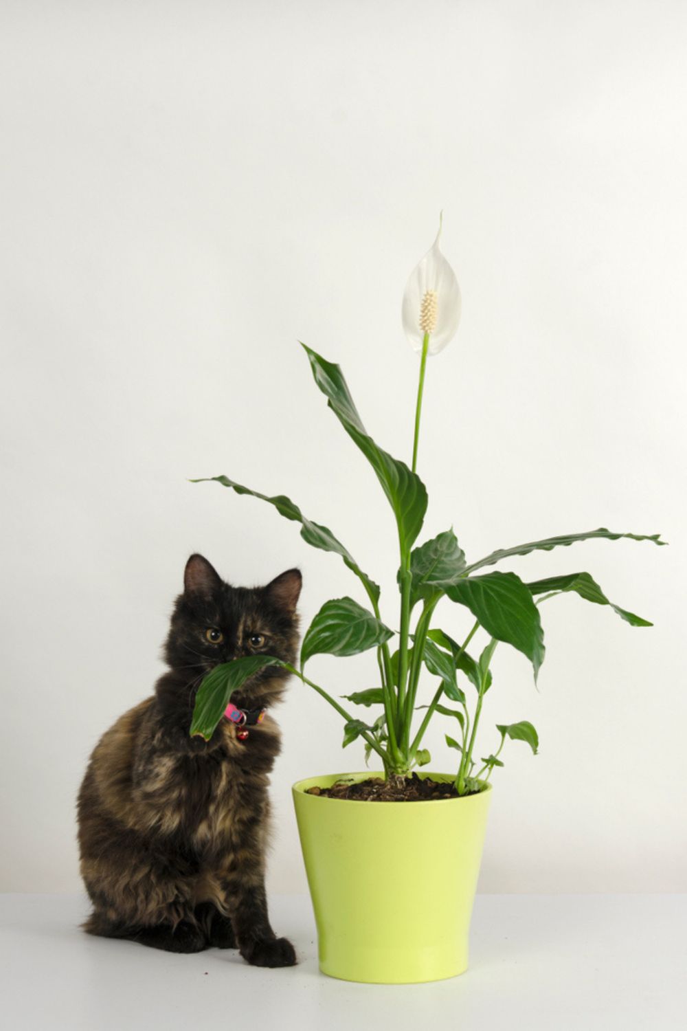 kitten with peace lily