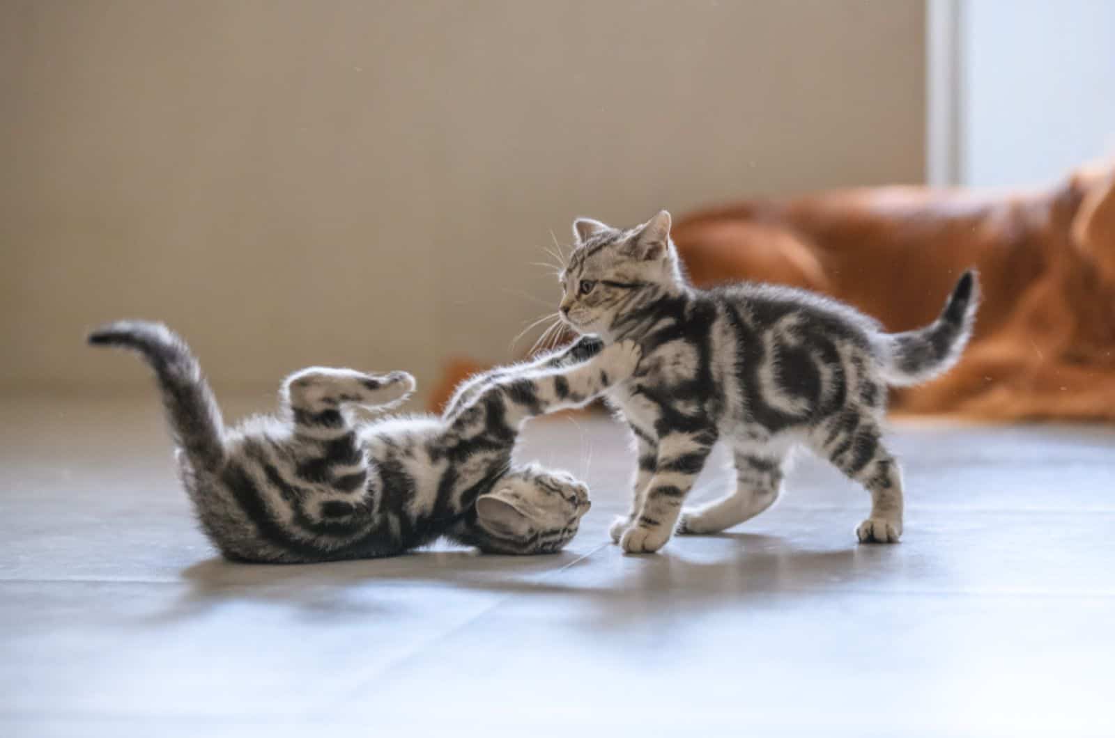 kittens playing