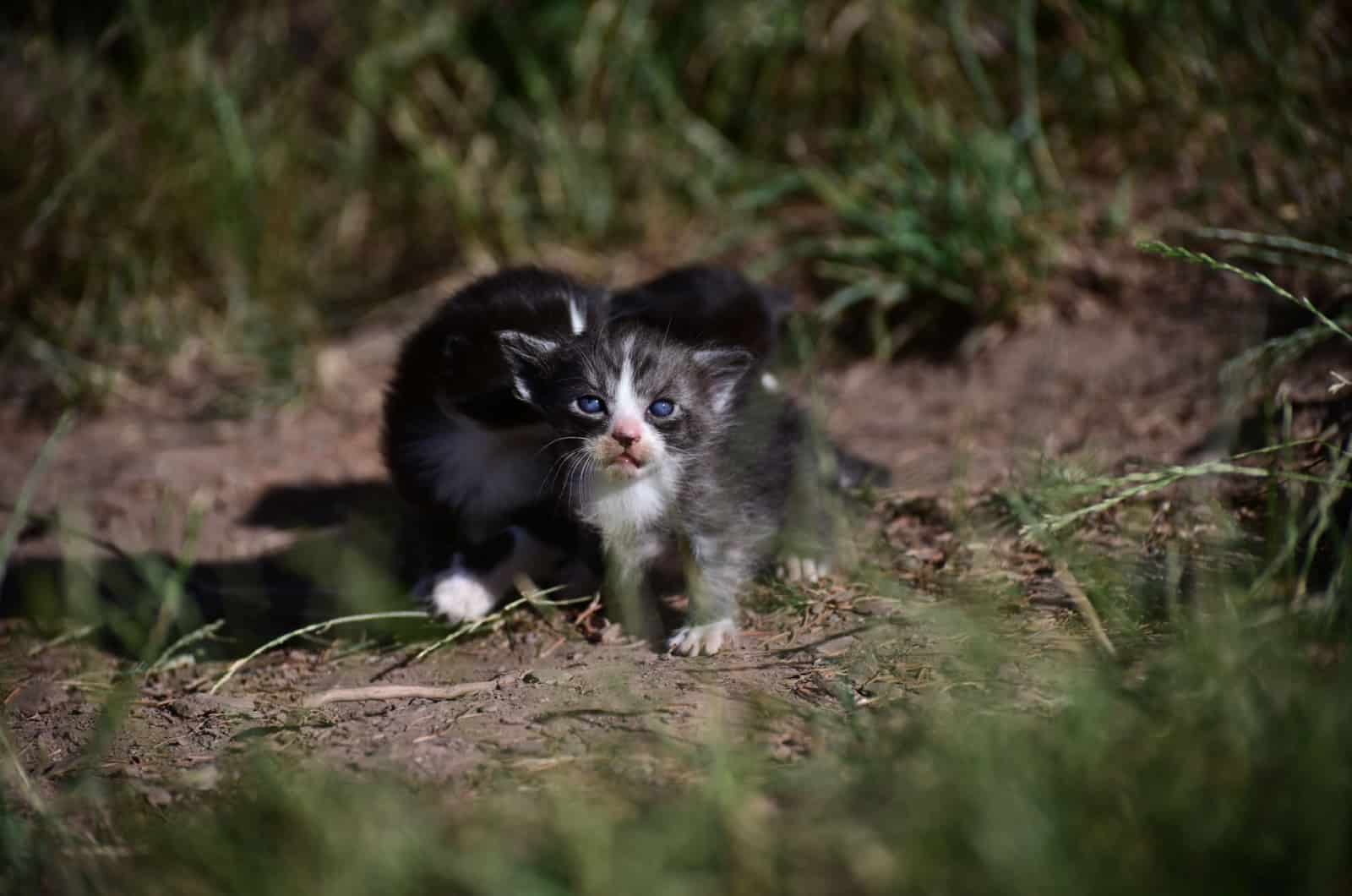 kittens without mother