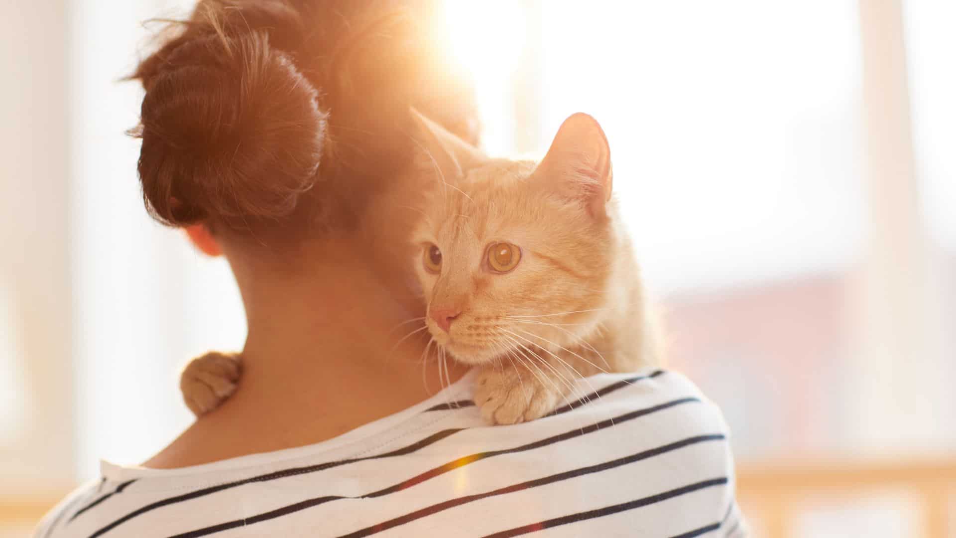 orange kitty hugs woman