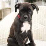 lab boxer mix