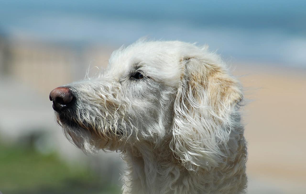 Labradoodle with lab coat best sale