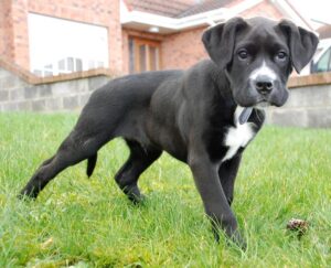 Labrador Boxer Mix