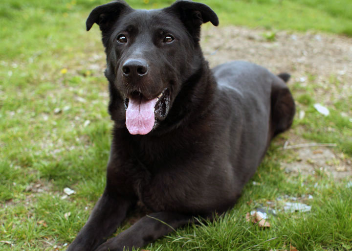 labrador german shepherd mix