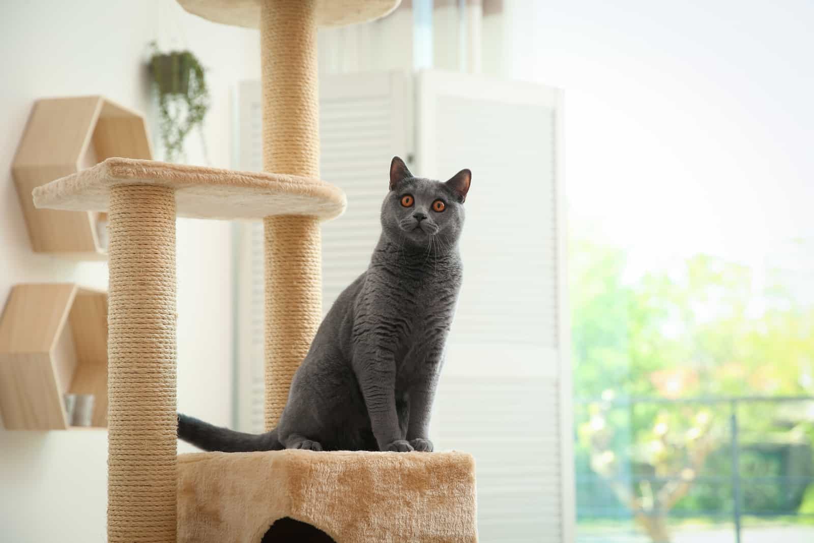 large gray cat on a cat tree