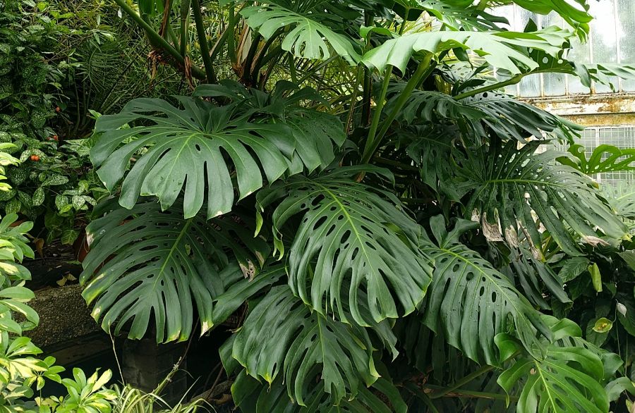 monstera deliciosa latin plant names explained