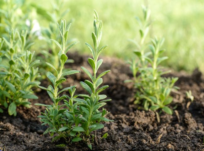 young lavender plants