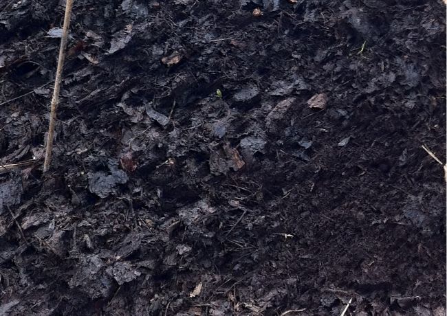 leaf mold as peat moss alternative