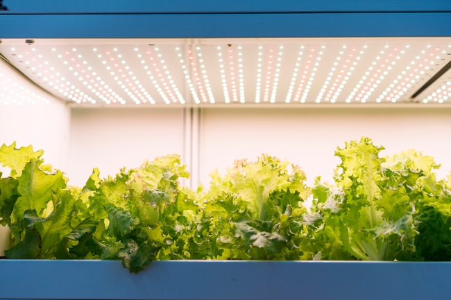 led vs fluorescent grow lights