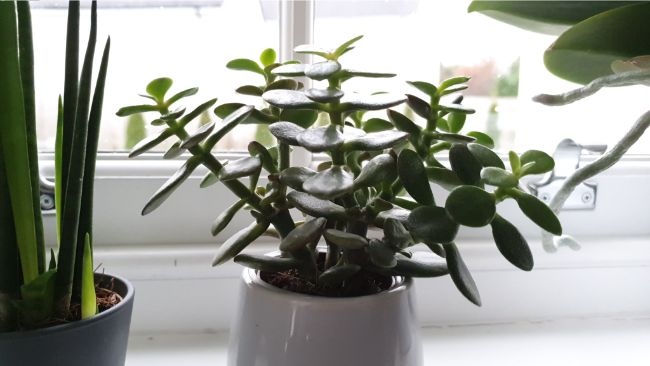 leggy jade plant