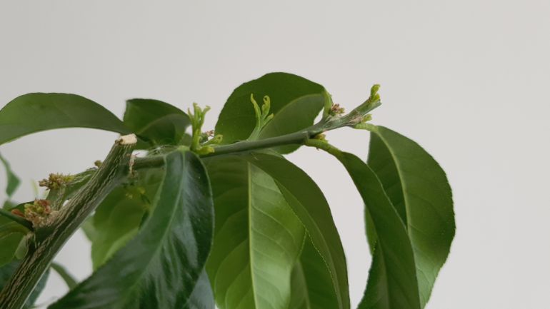 new growth on lemon tree after pruning