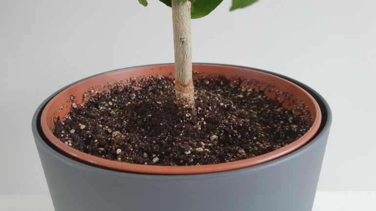 lemon tree not growing