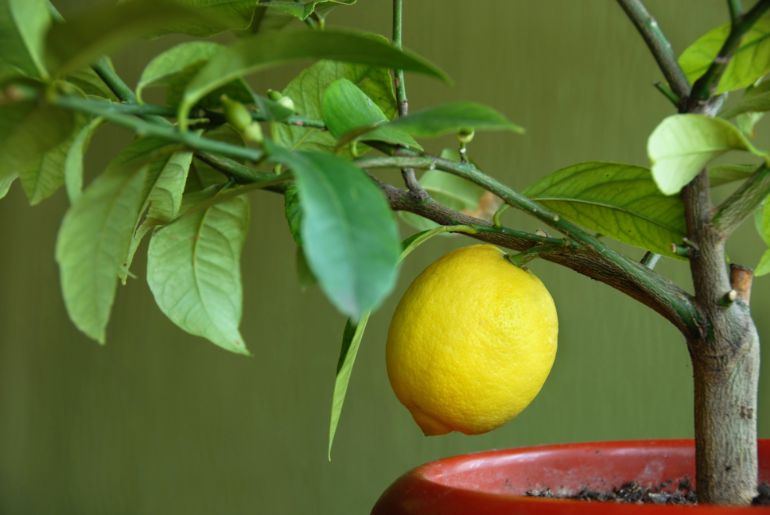 lemon tree not growing