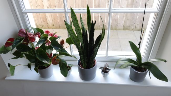 light requirements for indoor plants