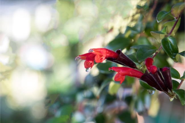 lipstick plant care aeschynanthus radicans