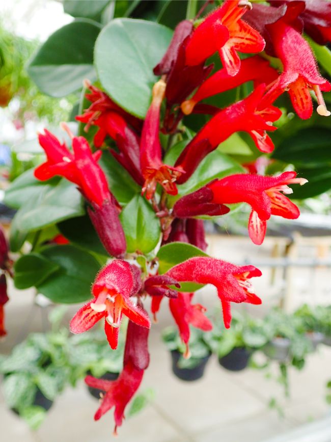 lipstick vine aeschynanthus radicans