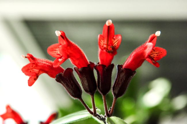 lipstick plant care aeschynanthus radicans