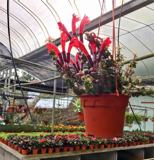 lipstick plant care aeschynanthus radicans