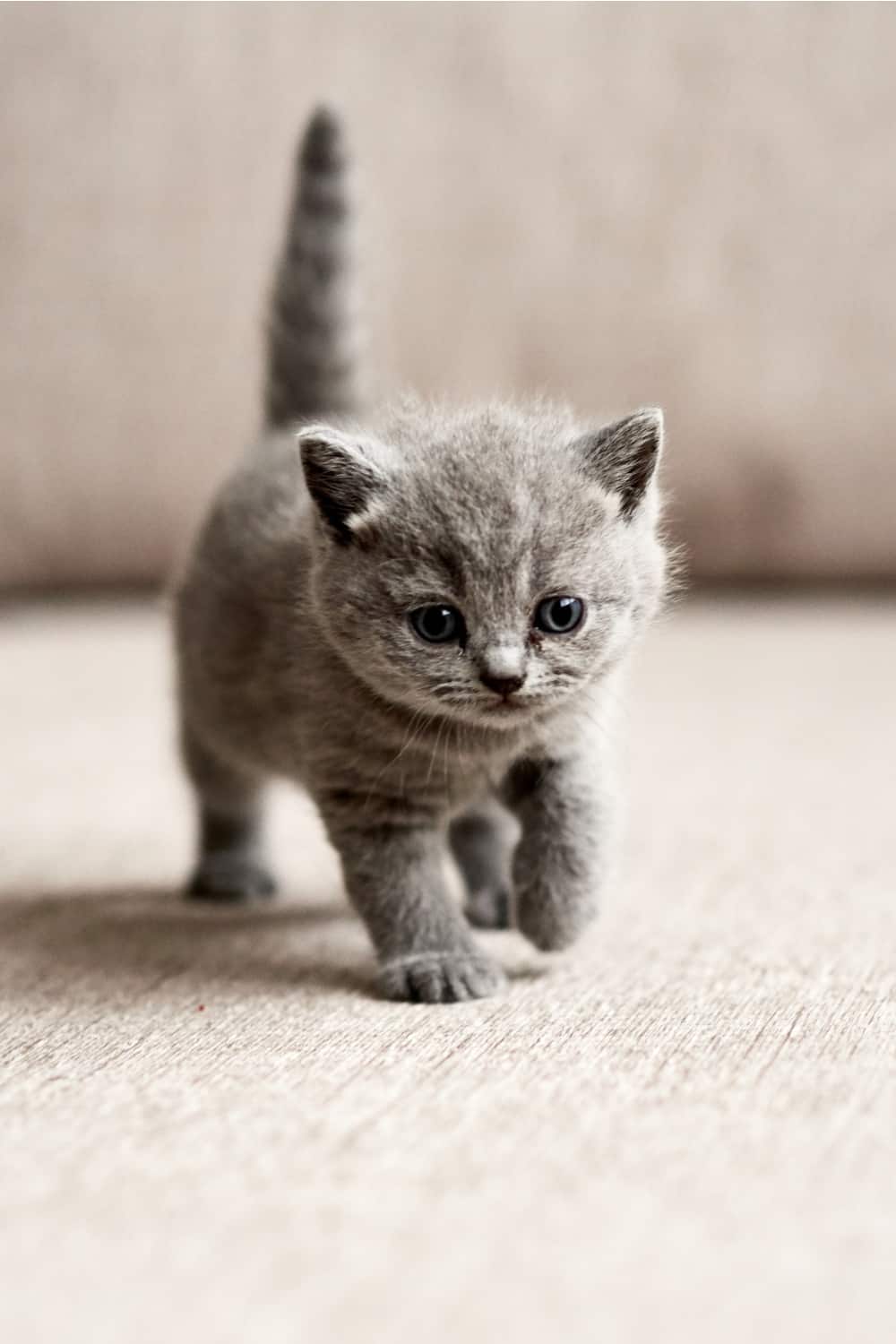 little kitten walking