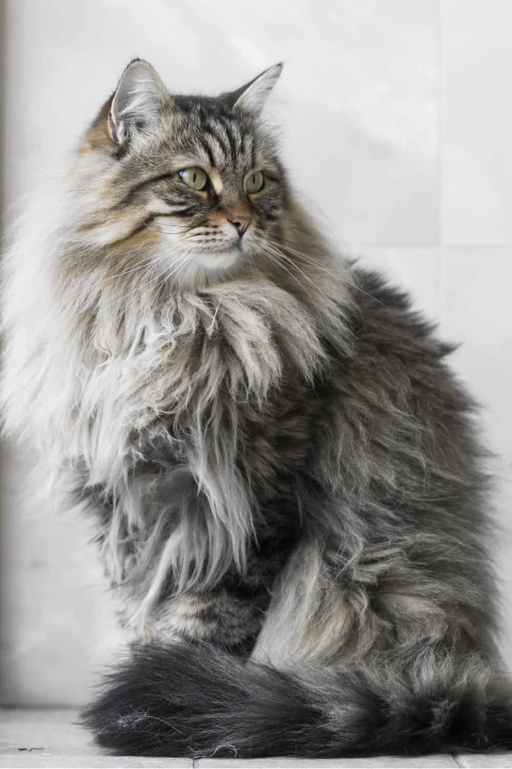 long haired siberian cat sitting