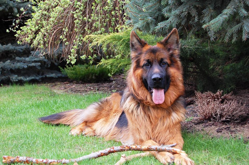 Gorgeous adult long-haired german shepherd laying in grass