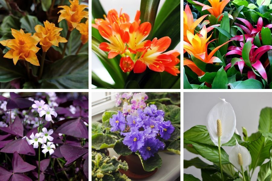 low light flowering indoor plants