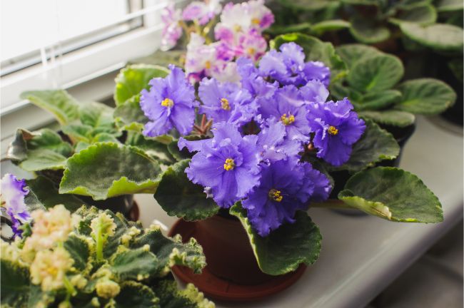 african violets low light flowering indoor plants