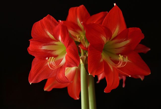 amaryllis