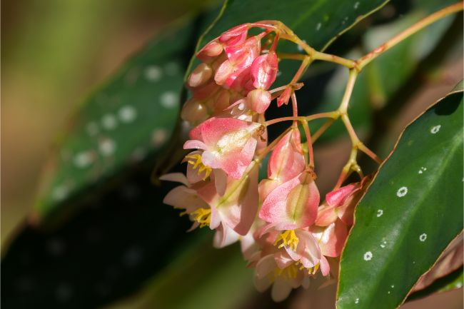 begonia maculata low light flowering indoor plants