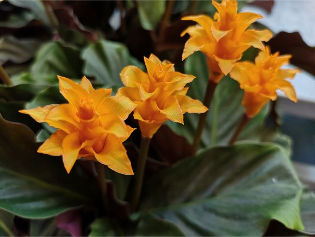 calathea crocata