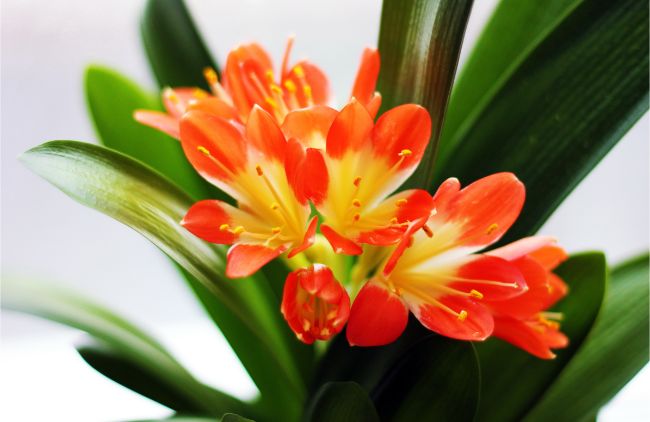 low light flowering indoor plants clivia