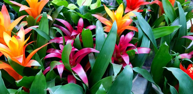 guzmania bromeliads