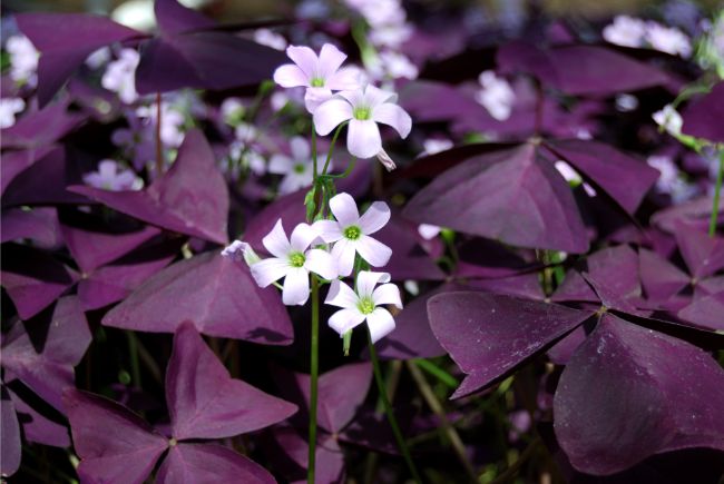 oxalis triangularis