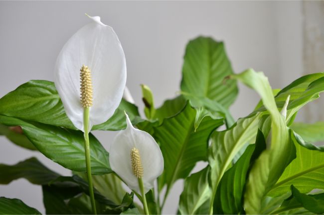 low light flowering indoor plants peace lily