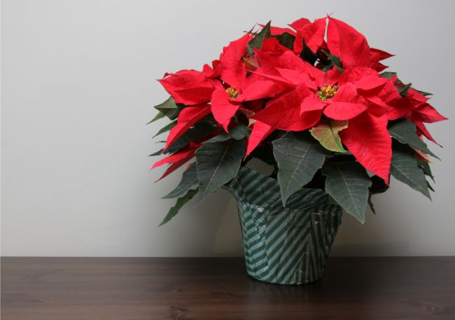 poinsettia