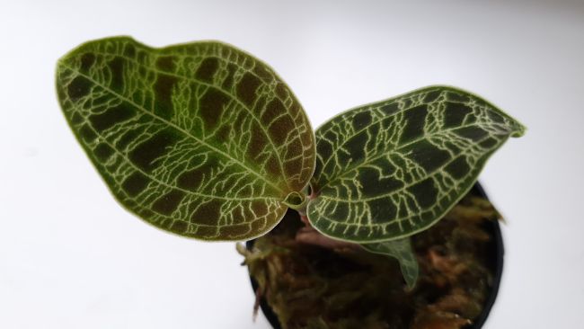 macodes petola jewel orchid