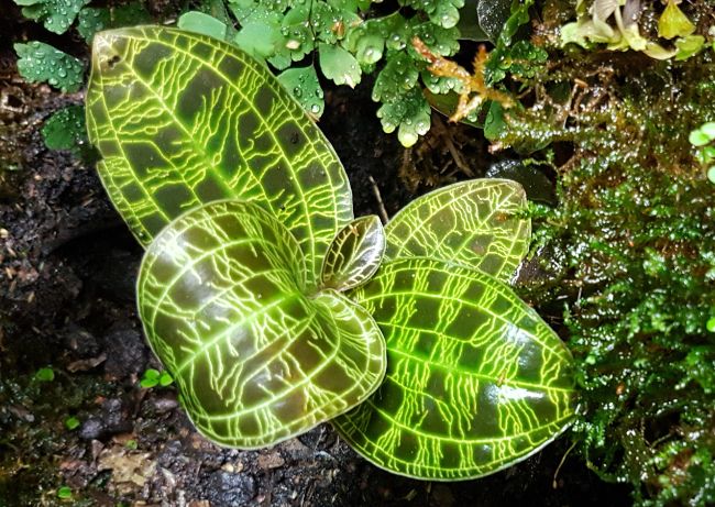 Jewel Orchid Macodes petola unusual houseplants