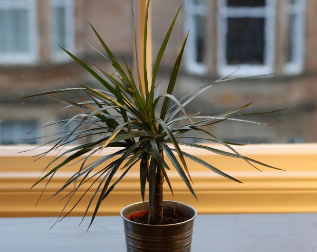 madagascar dragon tree