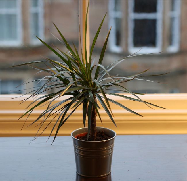 madagascar dragon tree care dracaena marginata