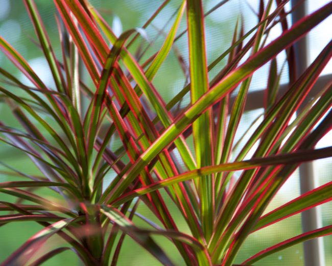 madagascar dragon tree dying dracaena marginata