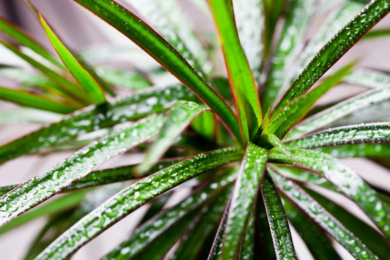 madagascar dragon tree dying dracaena marginata