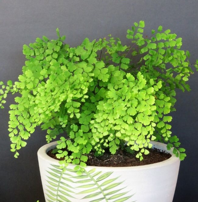 maidenhair fern care adiantum