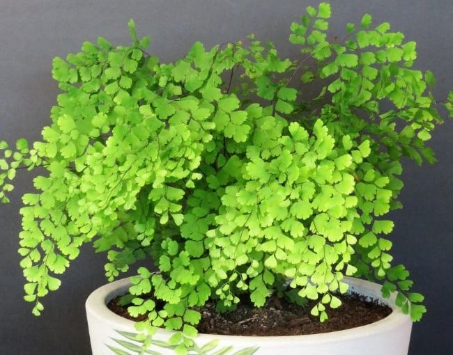 maidenhair fern care adiantum