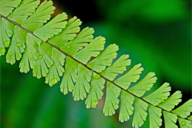 maidenhair fern adiantum leaf closeup