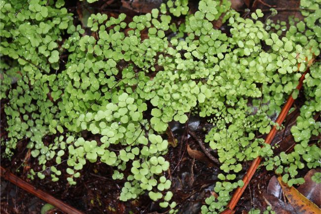 maidenhair fern care adiantum