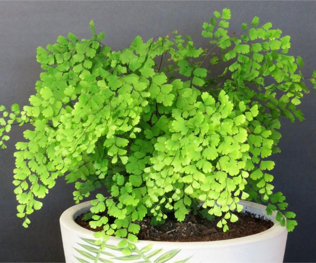 maidenhair fern