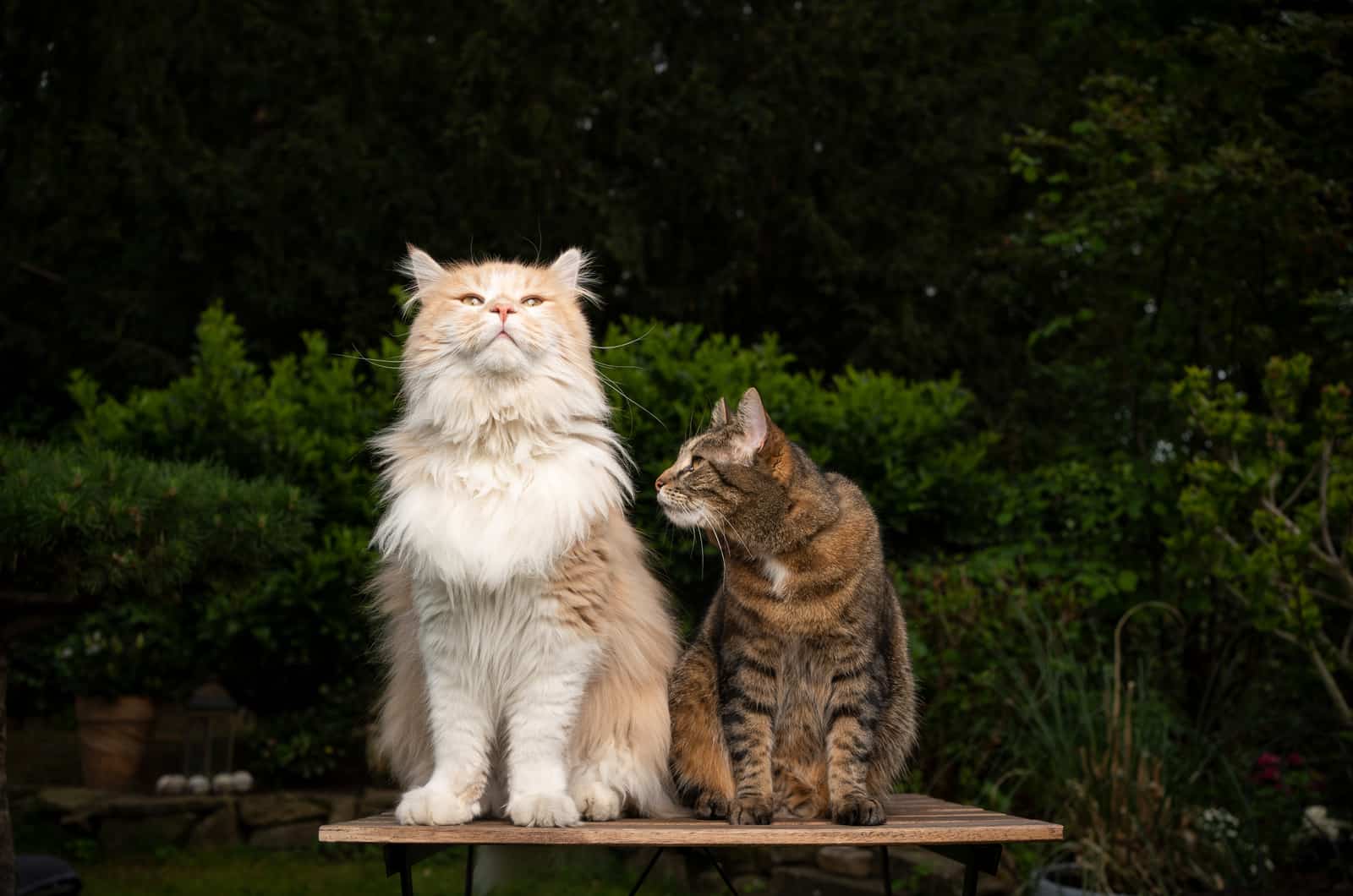 main coon tabby mix cat next to a smaller cat sitting on a table