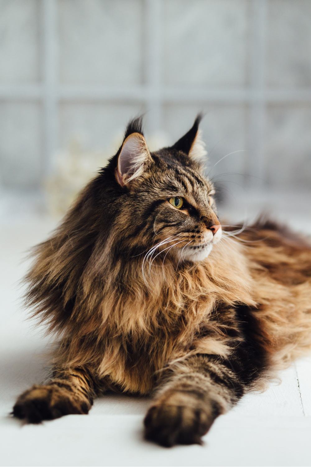 maine coon cat laying down