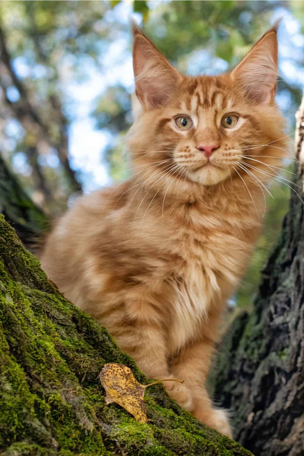 maine coon cat on a tree