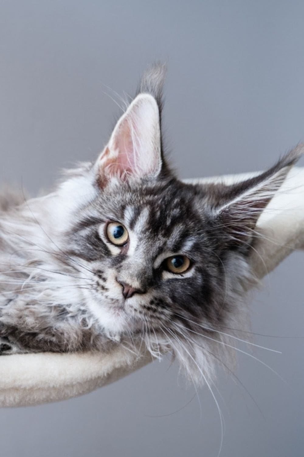 maine coon cat relaxing